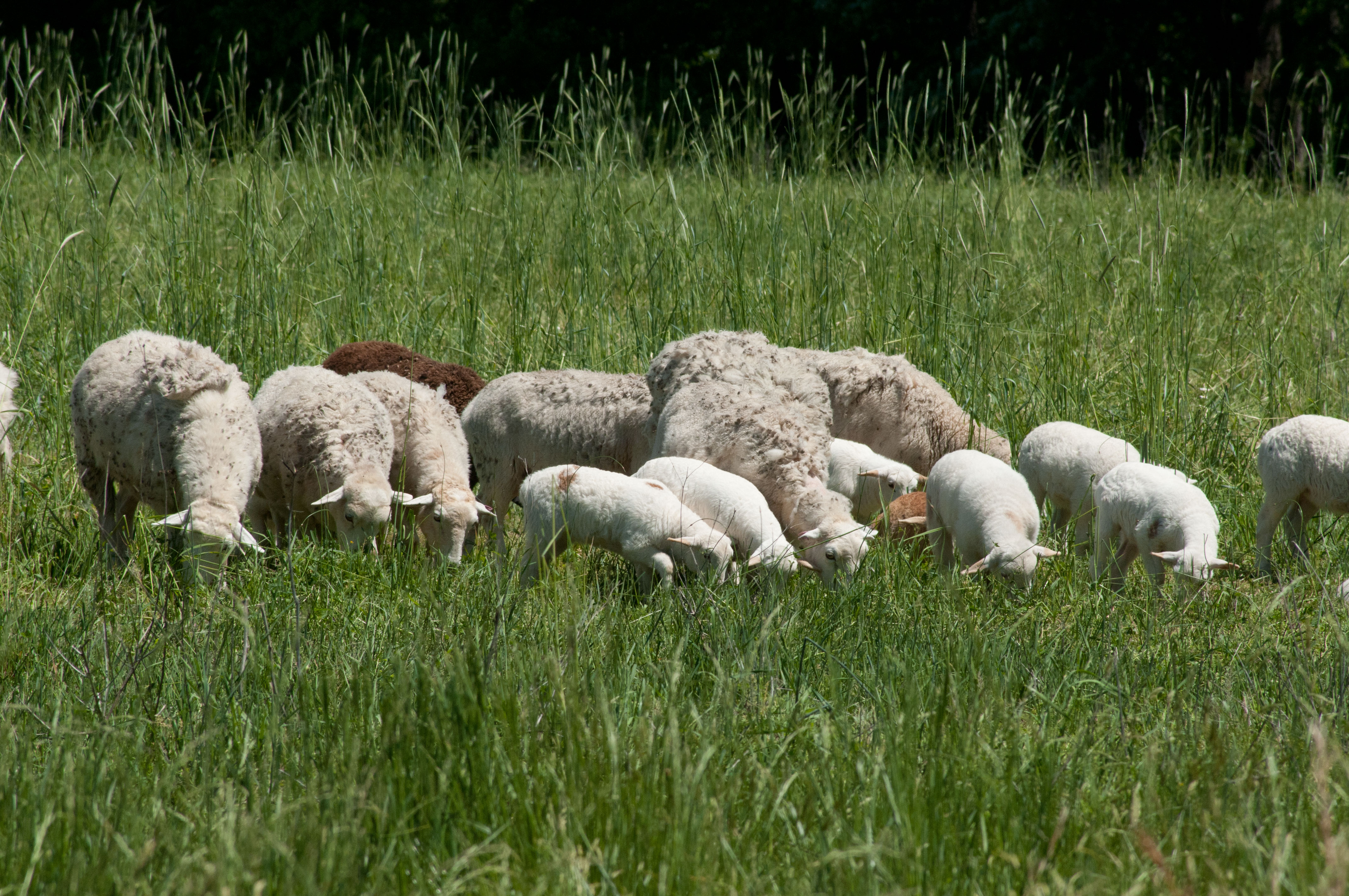 Could sheep. Гибрид овцы и растения. Агнец гибрид овцы и человека фото.