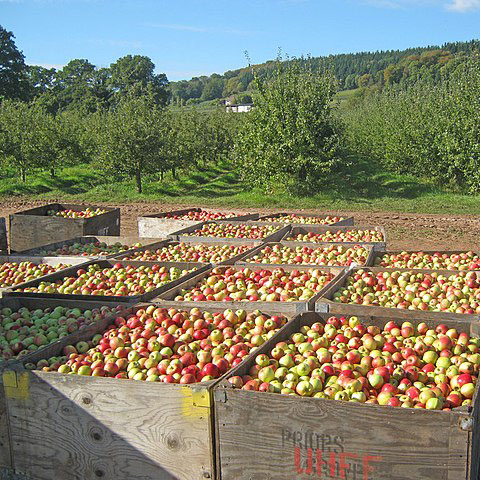 Apple_harvest_at_Putley_-_geograph.org_.uk_-_2197944